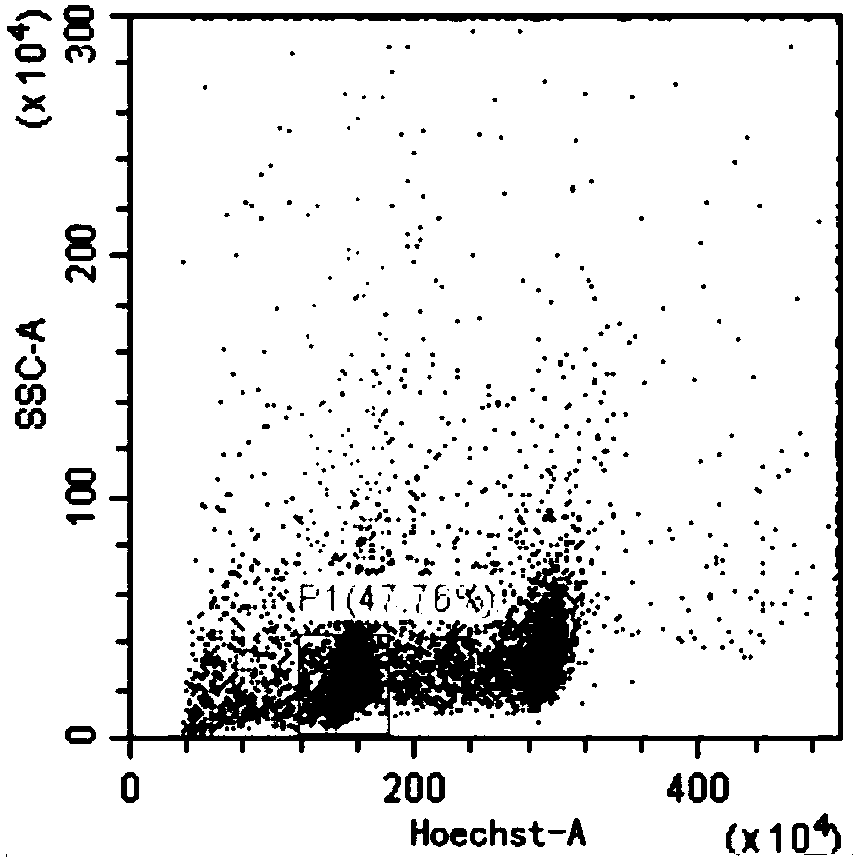 Flow identification method for homozygous line progenies obtained by wheat haploid breeding