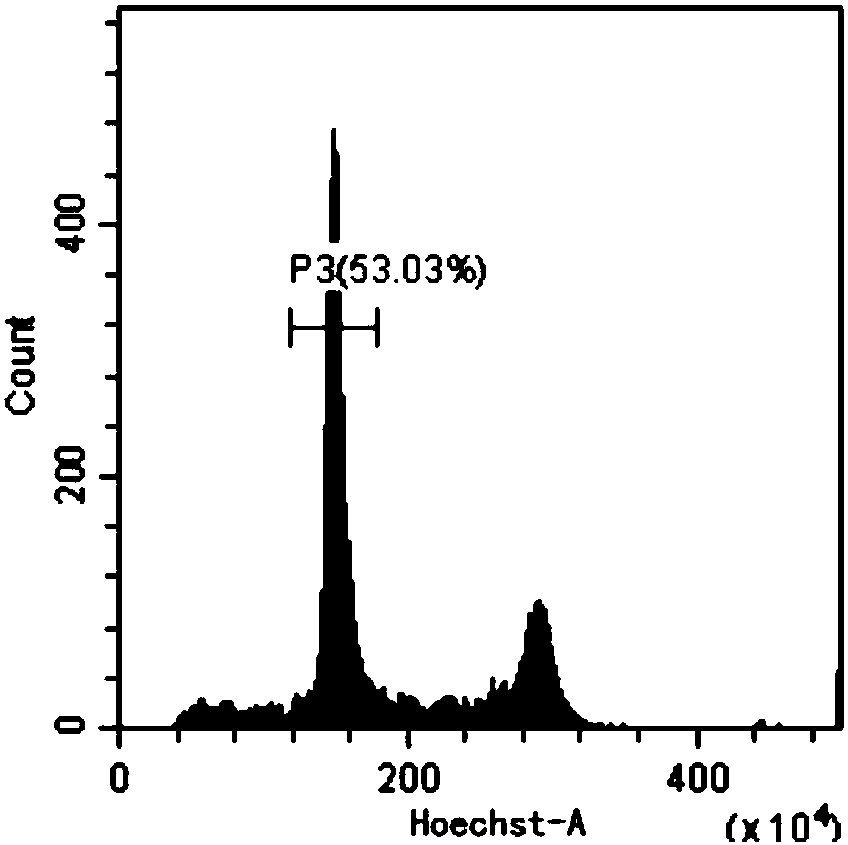 Flow identification method for homozygous line progenies obtained by wheat haploid breeding