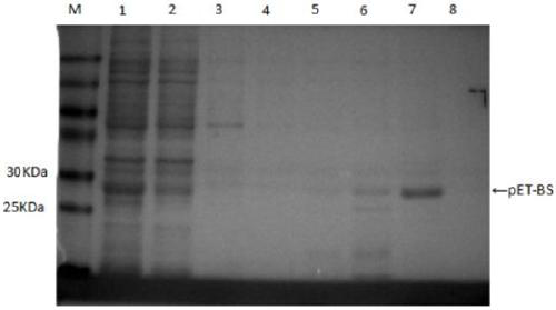 Cloning expression and application of fusion bursin