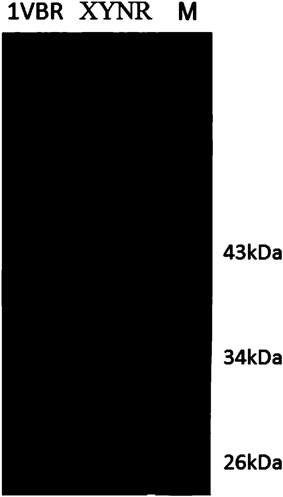 Mutant XYNR of extreme heat-resistant xylanase 1VBR and use thereof