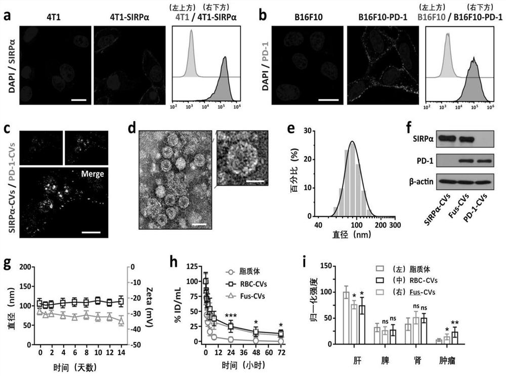 Fusion cell membrane nano-vesicle for tumor immunotherapy as well as preparation method and application of fusion cell membrane nano-vesicle