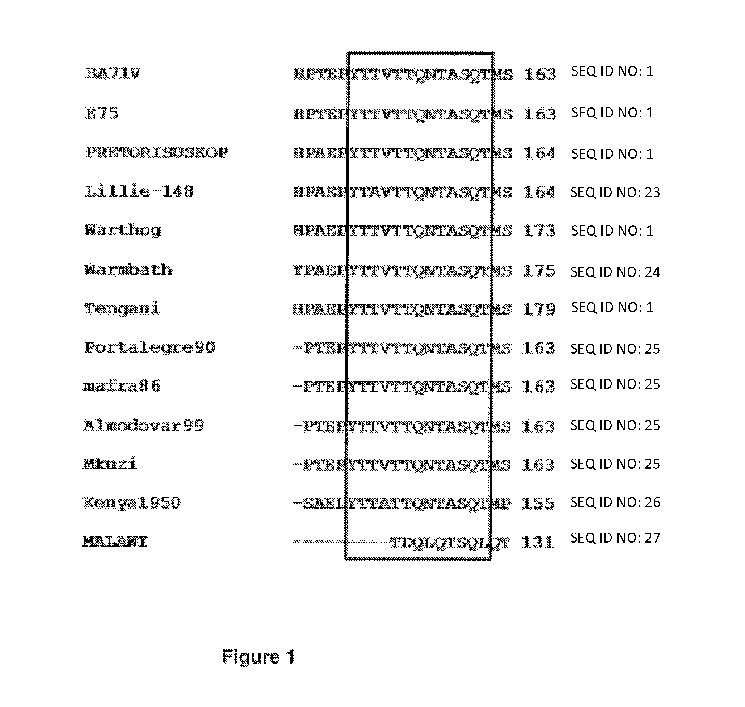 Antiviral peptides from african swine fever virus which prevent the binding of the virus to DLC8