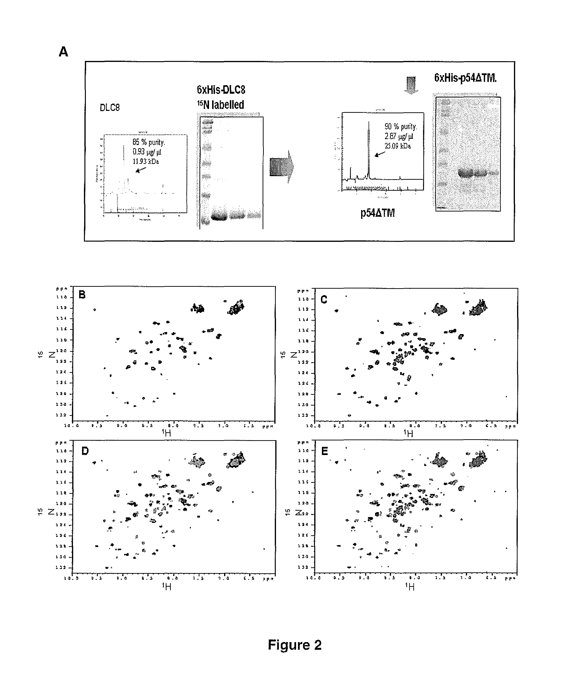 Antiviral peptides from african swine fever virus which prevent the binding of the virus to DLC8