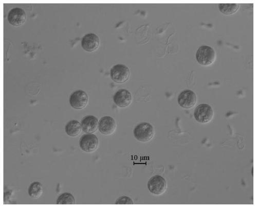 Veisseria sp. cultured by sea water and application of Veisseria sp.