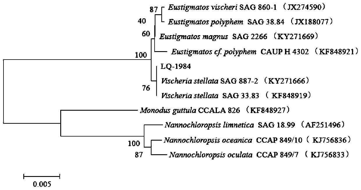 Veisseria sp. cultured by sea water and application of Veisseria sp.