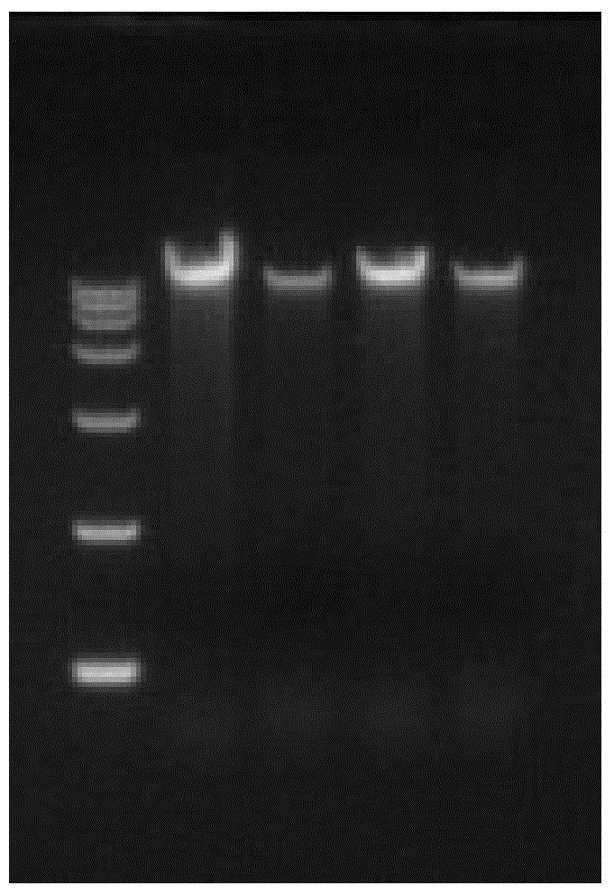 Reduced-representation genome library building method based on type IIB restriction enzyme digestion