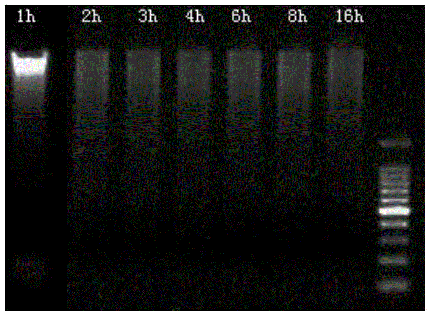 Reduced-representation genome library building method based on type IIB restriction enzyme digestion