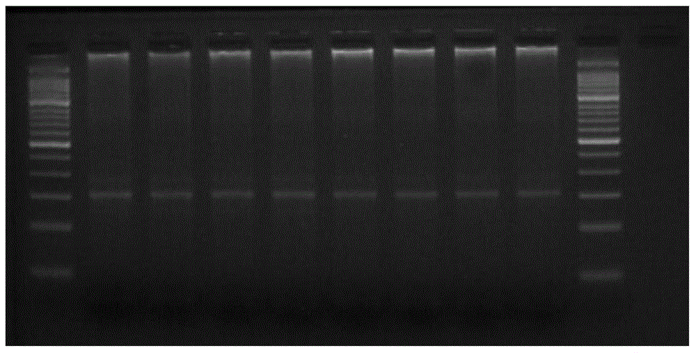 Reduced-representation genome library building method based on type IIB restriction enzyme digestion