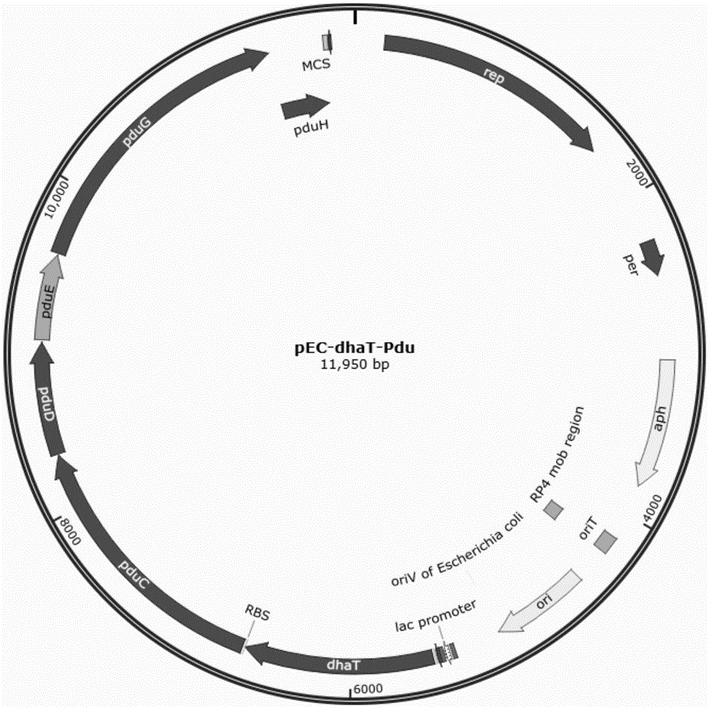 Method for co-production of 1,3-propanediol and glutamic acid through recombined corynebacterium glutamicum