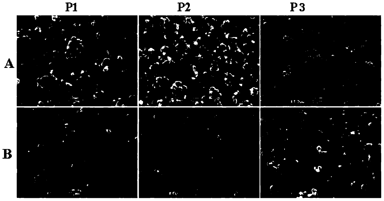 High-loading capacity polymethoxyflavones instant microcapsule powder and preparation method thereof