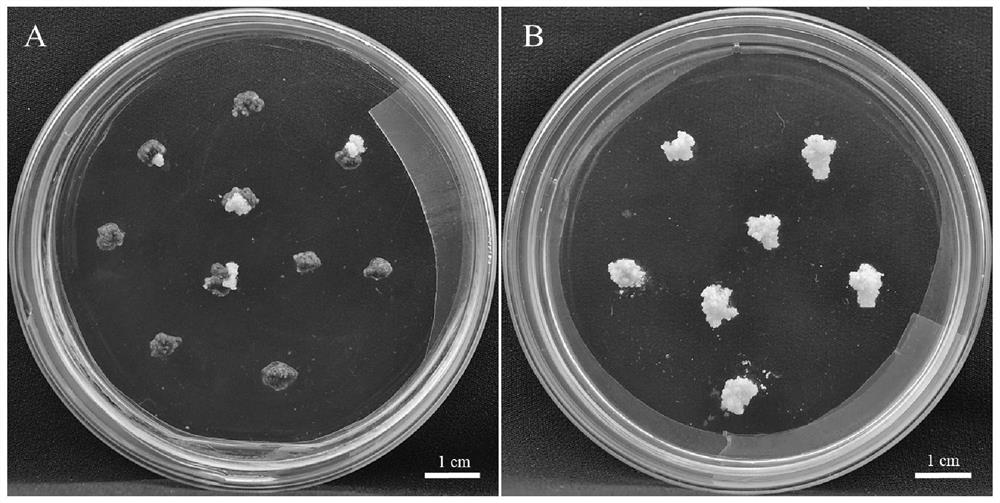 The key gene lhhb9 of somatic radicle elongation of Liriodendron chinensis and its application