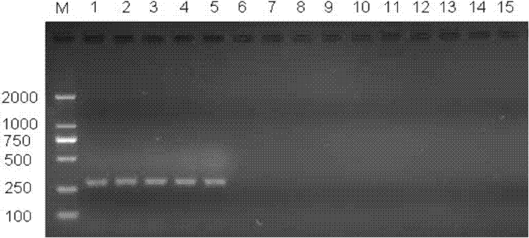 Method for assisting in identifying thrips andrewsi and special primer pair thereof