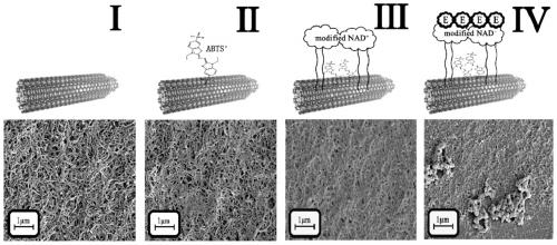 Coenzyme factor compound, enzyme electrode, enzyme sensor as well as preparation method and application thereof