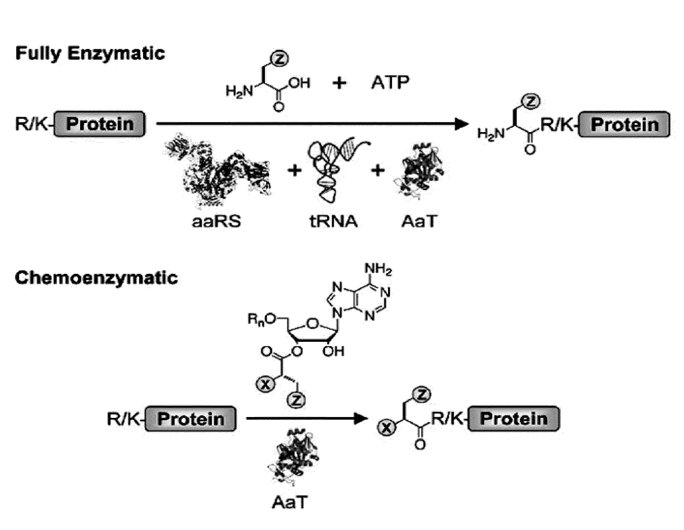 One step n-terminal tagging of proteins