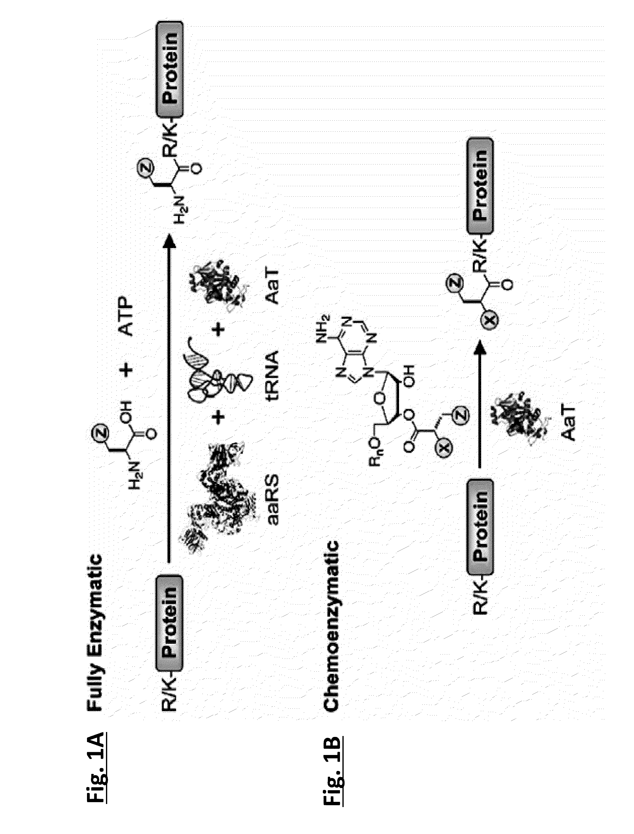 One step n-terminal tagging of proteins