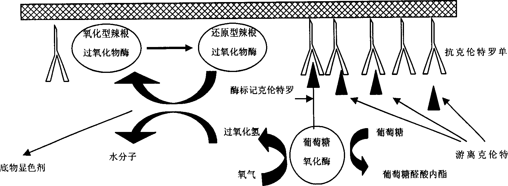 Quick test method fro detecting clenbuterol hydrochloride in animal derived food