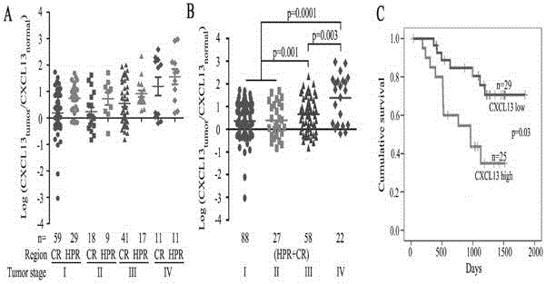 CXCL13 oncoprotein and application of targeted medicine for CXCL13 oncoprotein in tumor aspect