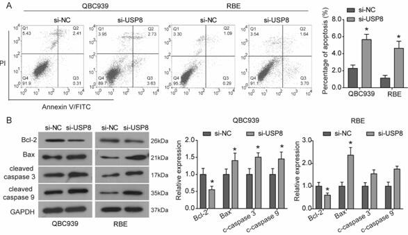 A detection, treatment and prognosis target and application of cholangiocarcinoma