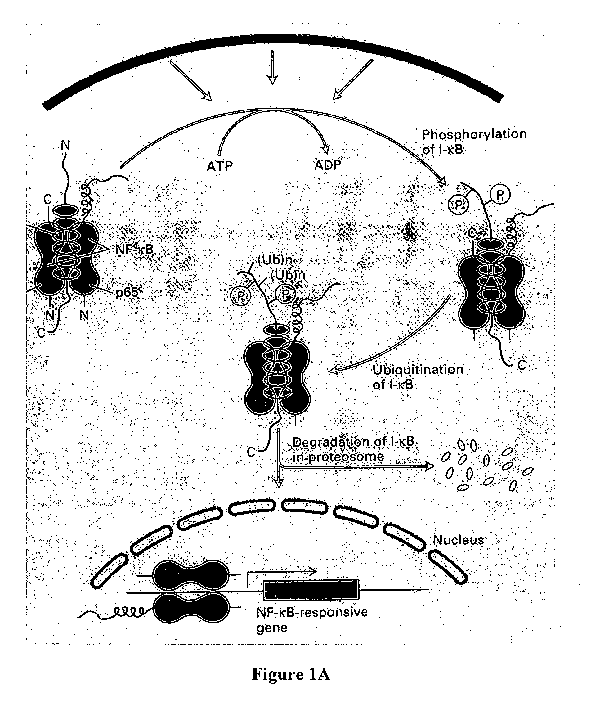 Therapeutic curcumin derivatives