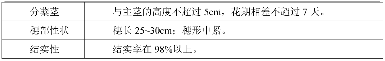 Breeding method of forage-type BMR sorghum sterile line