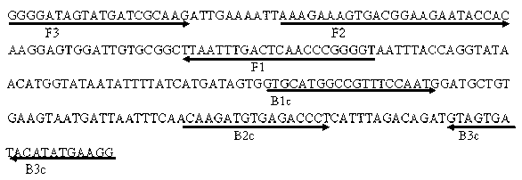 LAMP visual rapid detection kit of silkworm pathogenic micro spore worms and detection method thereof