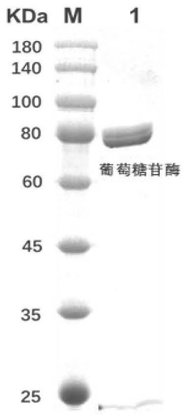 A method for preparing cycloastragaloside by compound transformation of astragaloside IV with double enzymes