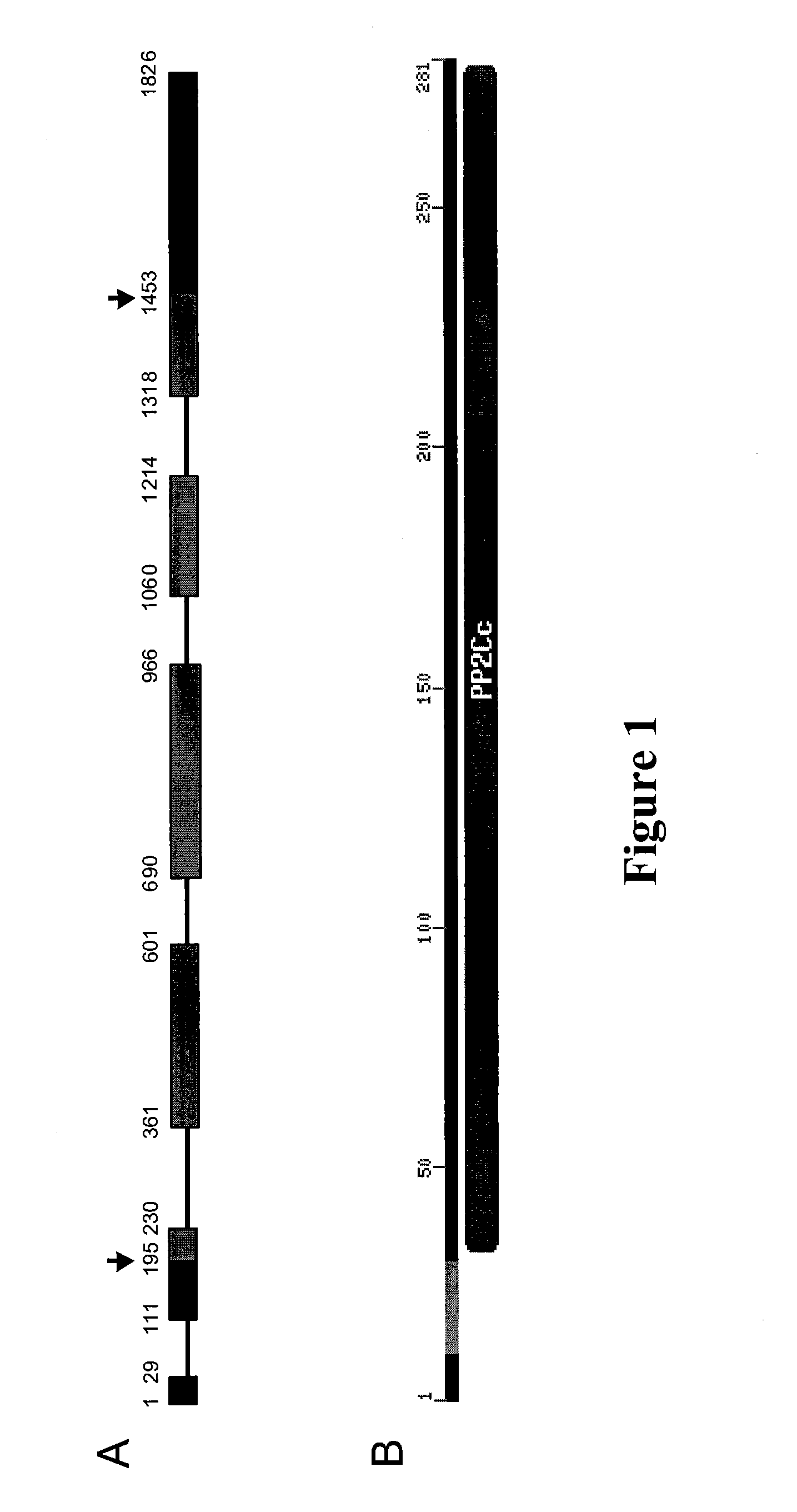 Plants with reduced expression of phosphatase type 2C gene for enhanced pathogen resistance