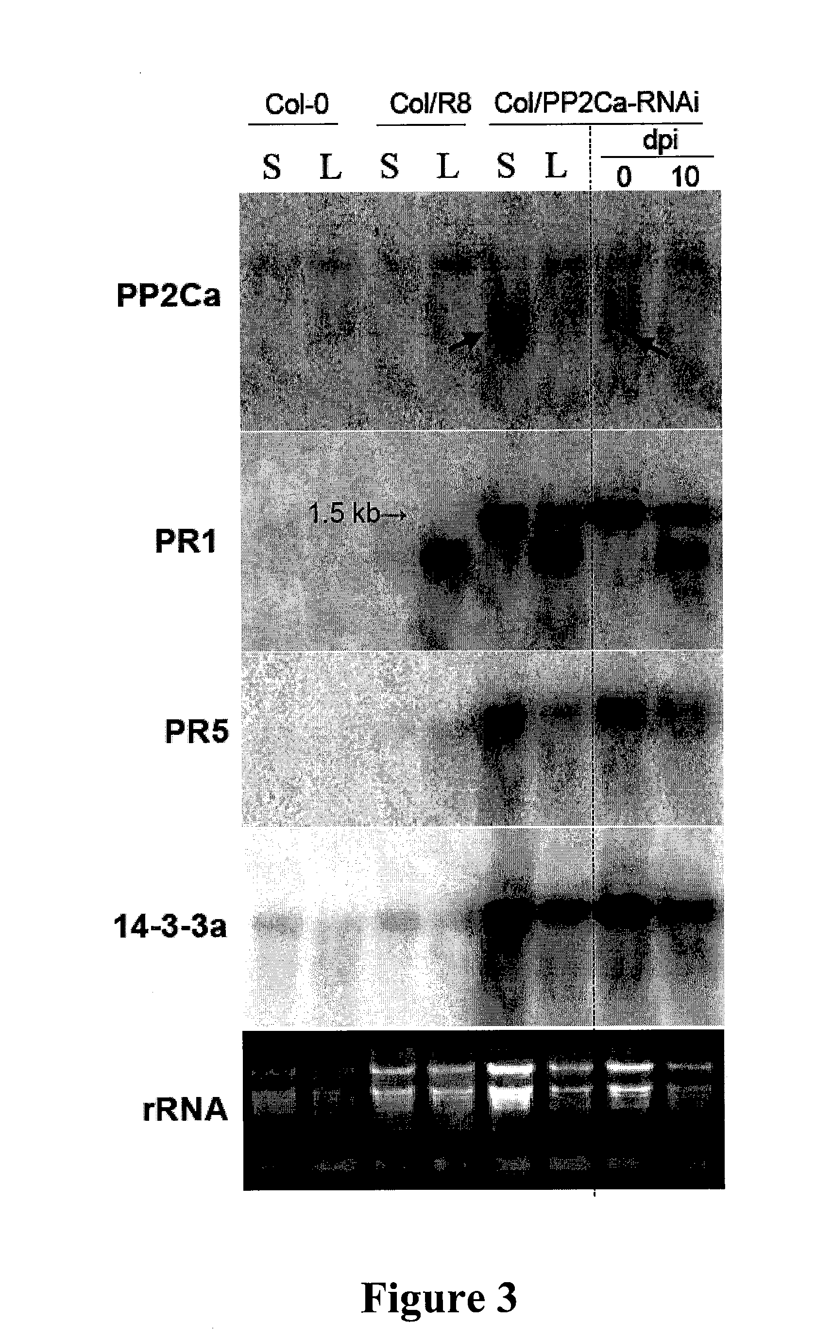 Plants with reduced expression of phosphatase type 2C gene for enhanced pathogen resistance