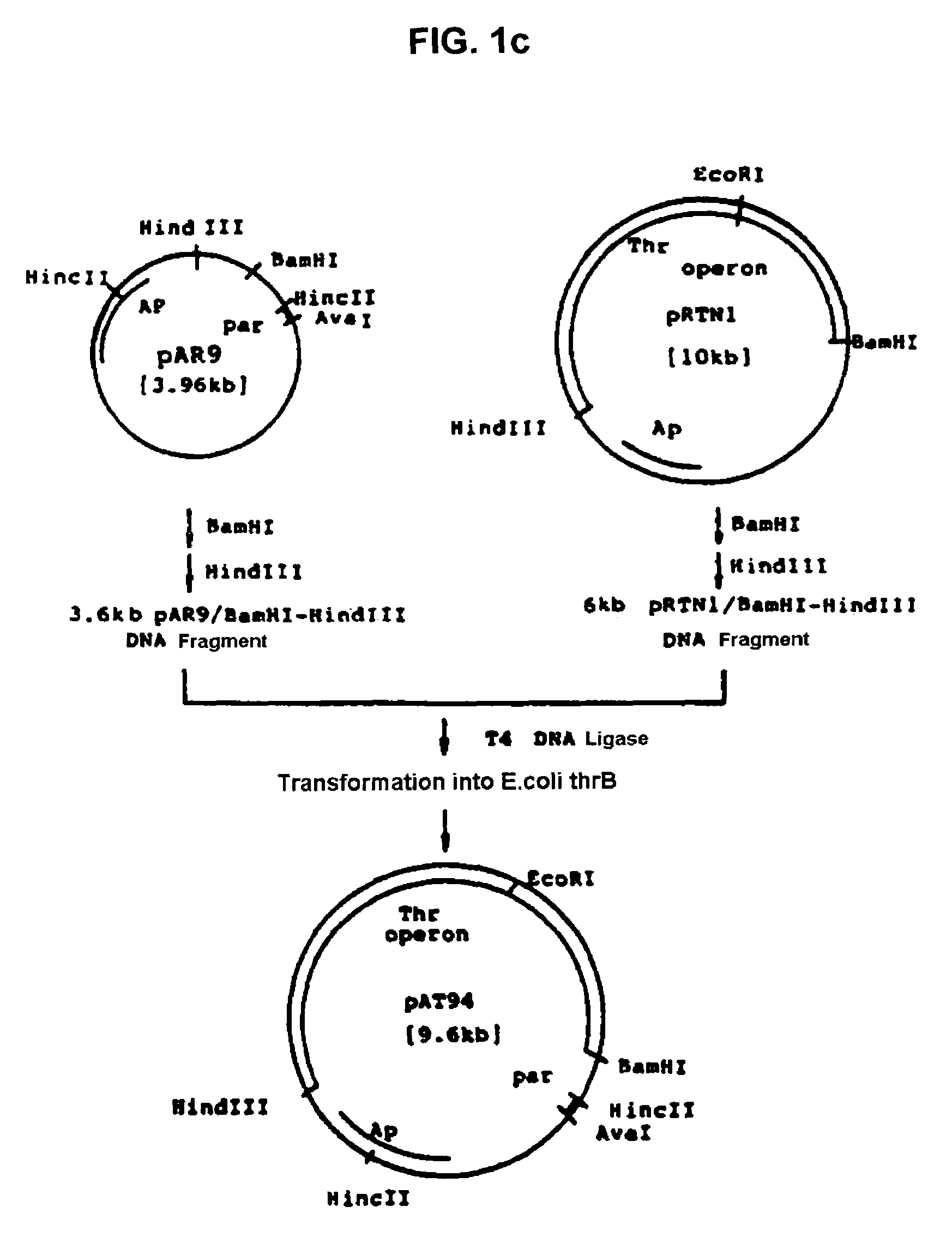 Method for L-threonine production