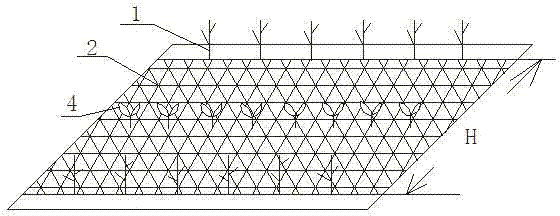 Protective cultivation method of tea garden