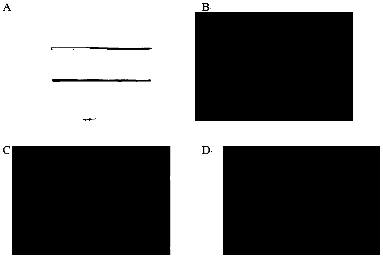 Micro-immunofluorescence detection method without cell loss