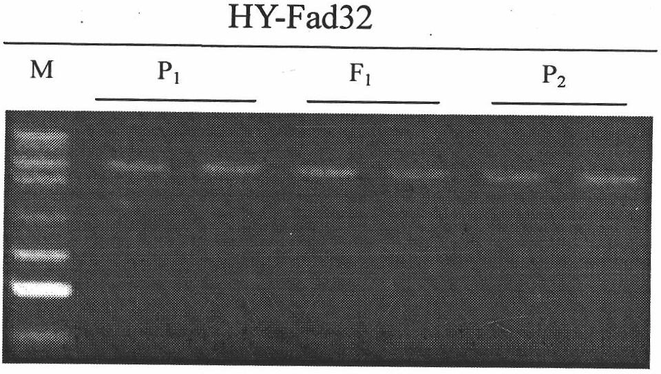 Low-linolenic-acid molecular marker for brassica napus, and preparation method and application of low-linolenic-acid molecular marker