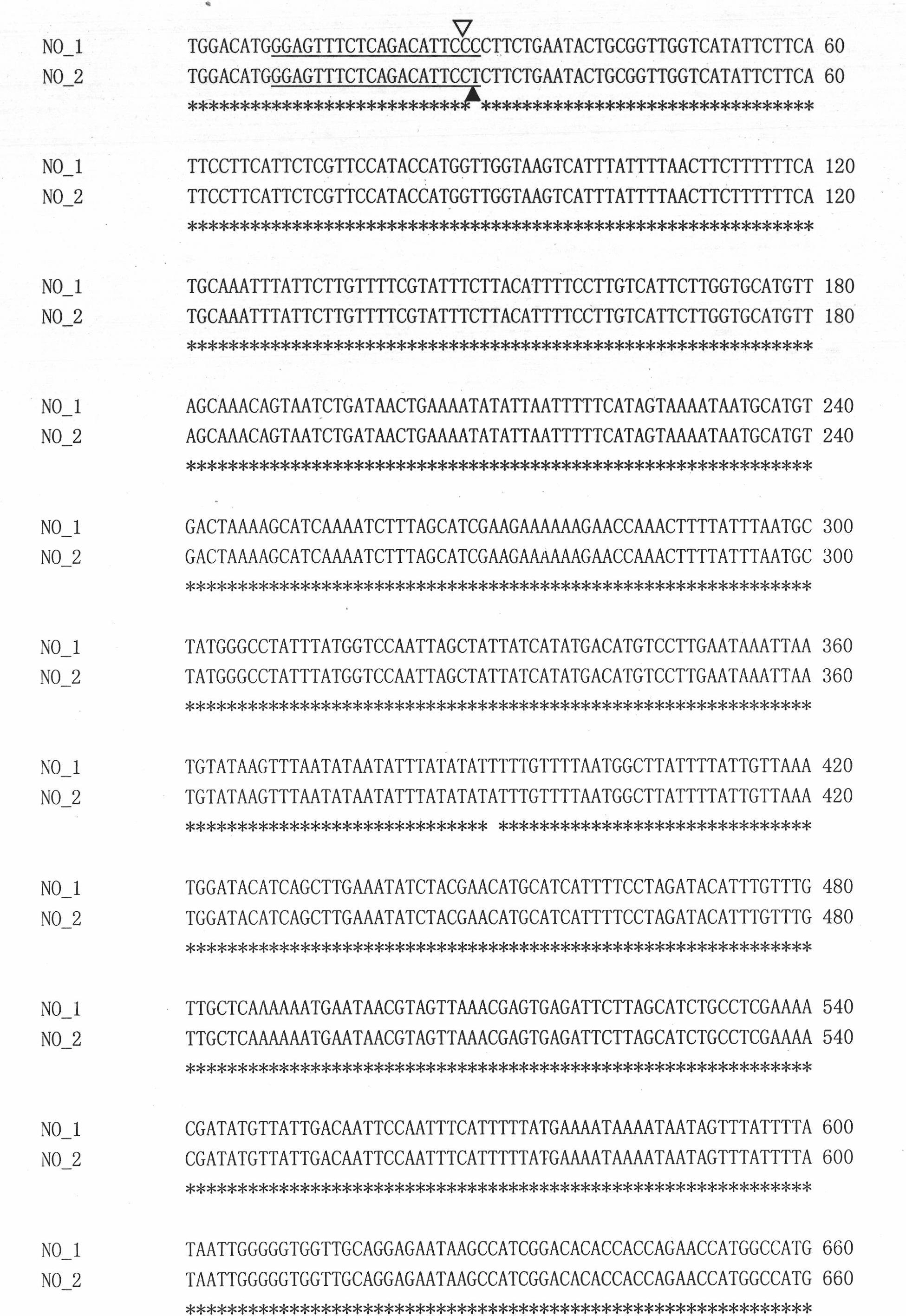 Low-linolenic-acid molecular marker for brassica napus, and preparation method and application of low-linolenic-acid molecular marker