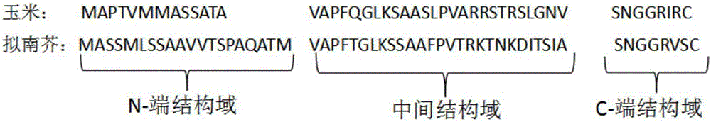 Embedded RbcS cTP gene and expression vector and application thereof