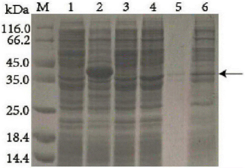 Gene engineering bacteria capable of producing bile salt hydrolase and construction method and application thereof