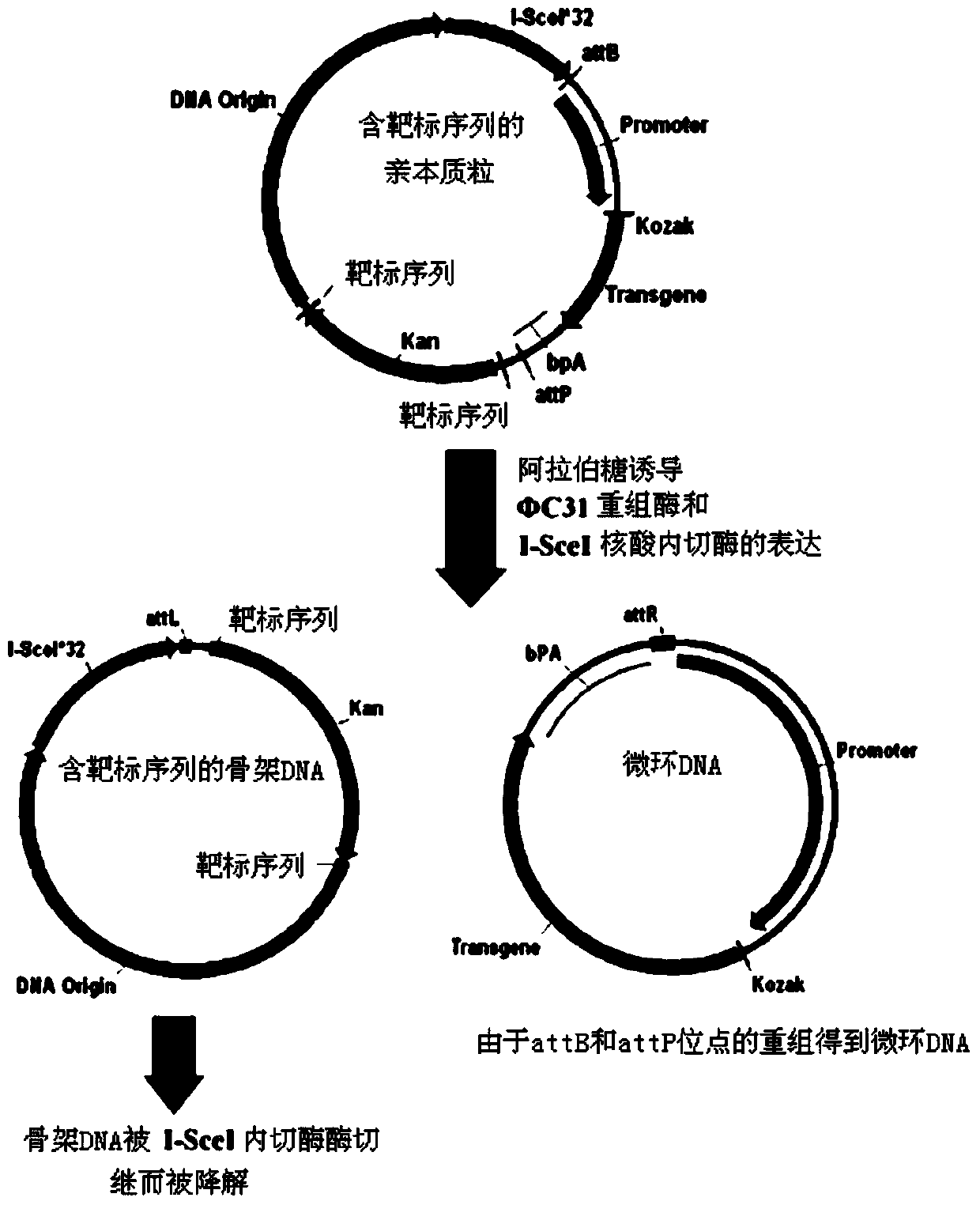 High-purity minicircle DNA (deoxyribonucleic acid) and preparation method and application thereof