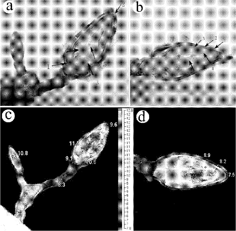 Living body imaging method for monitoring temperature change in plant flower bud differentiation or flowering process