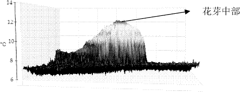 Living body imaging method for monitoring temperature change in plant flower bud differentiation or flowering process