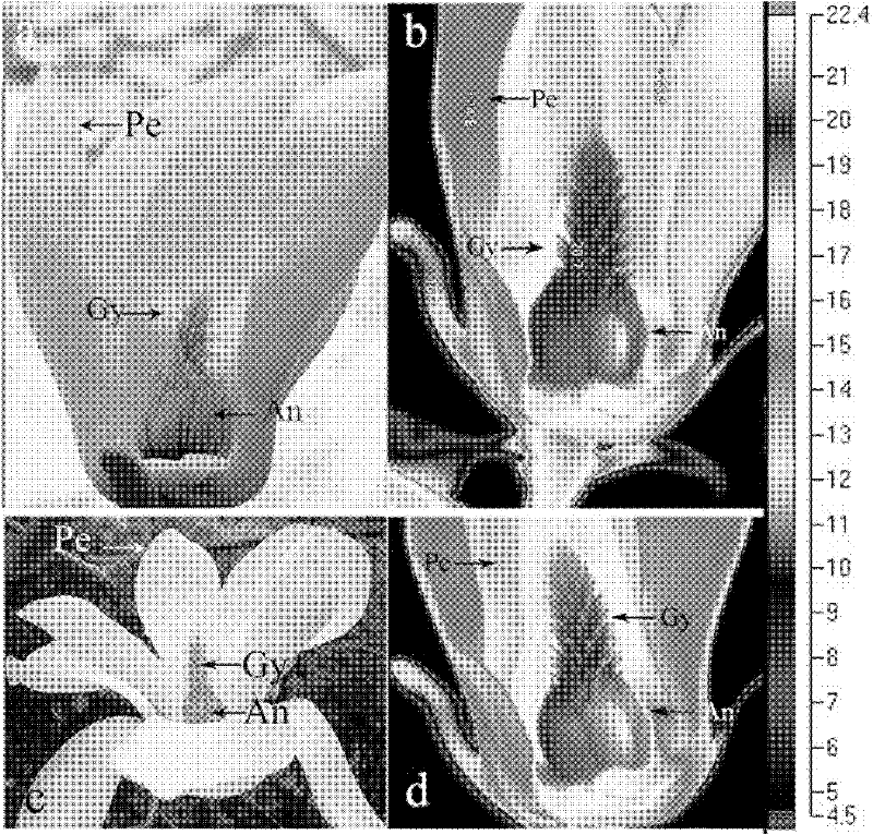 Living body imaging method for monitoring temperature change in plant flower bud differentiation or flowering process