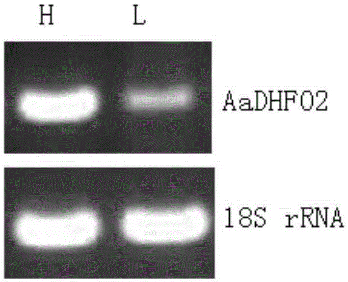 Artemisia annua flavanonol oxidase gene AaDHFO2 as well as encoding protein and application thereof