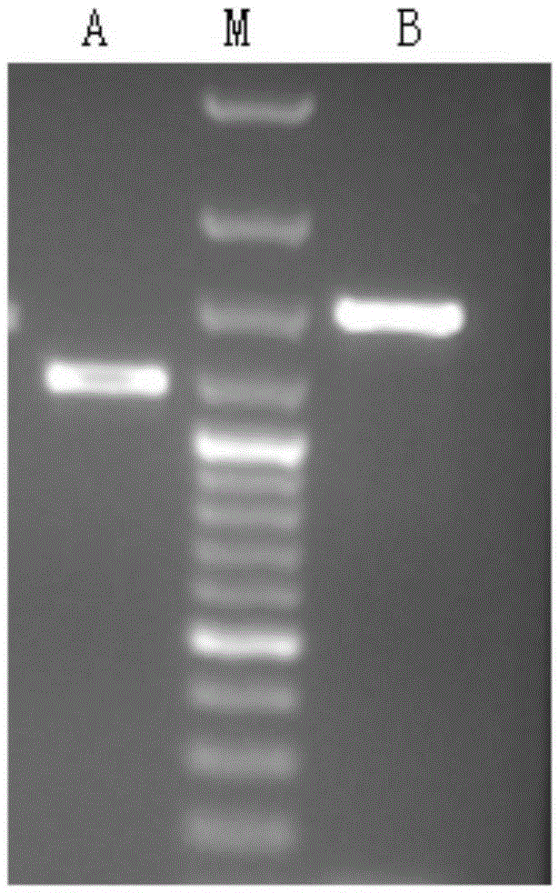 Artemisia annua flavanonol oxidase gene AaDHFO2 as well as encoding protein and application thereof