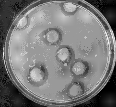 A kind of pullulanase enzyme-producing strain and the method for improving its enzyme-producing ability