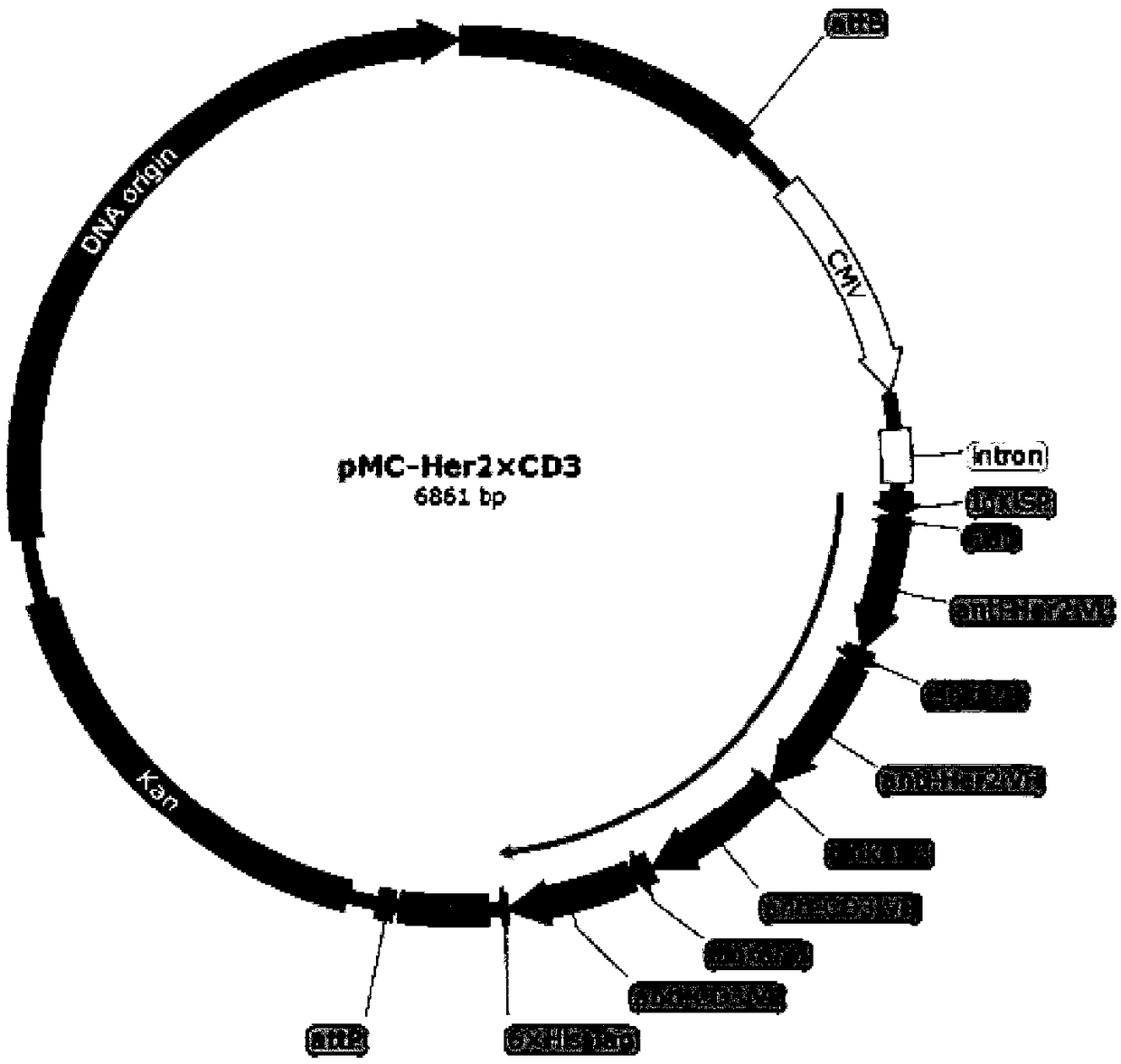 MC (Minicircle) DNA (Deoxyribonucleic Acid) for expressing Her2-BTEC [Bridge between Her2 (Human Epidermal Growth Factor Receptor-2)-Positive Cells and Effector Cells] and application thereof