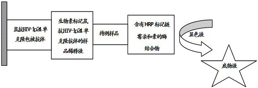 Kit for detecting HIV-1 p24 antigen and application of kit