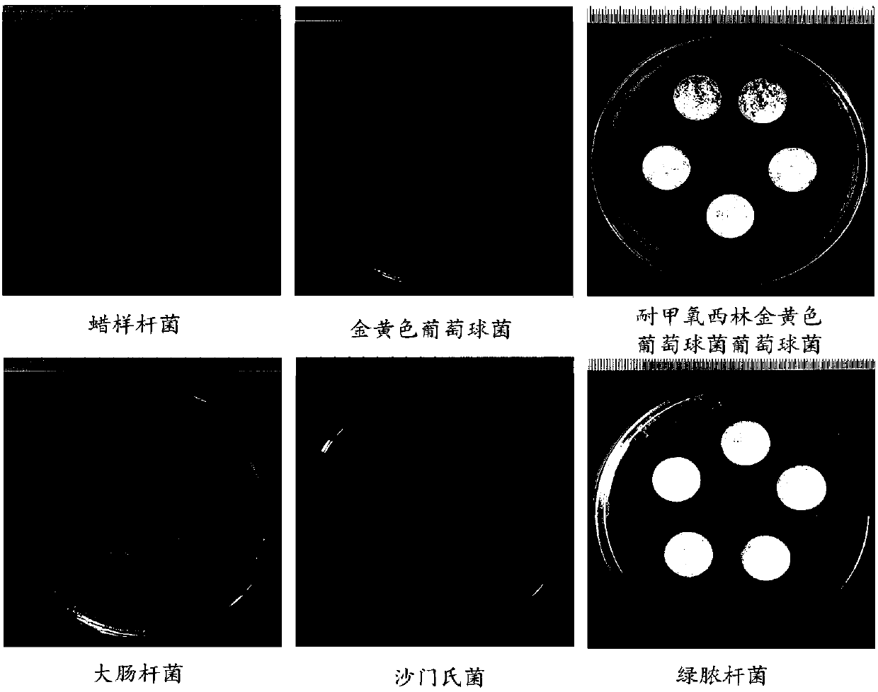 Preparation method of nanogold-containing antibacterial agent