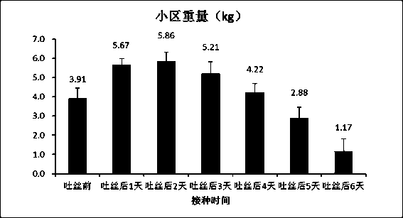 A kind of corn mushroom production method and product