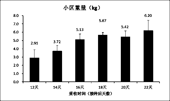 A kind of corn mushroom production method and product