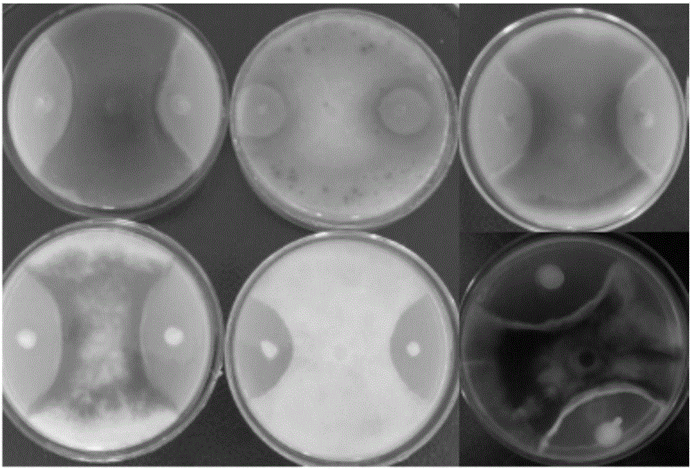 Paenibacillus polymyxa and application thereof