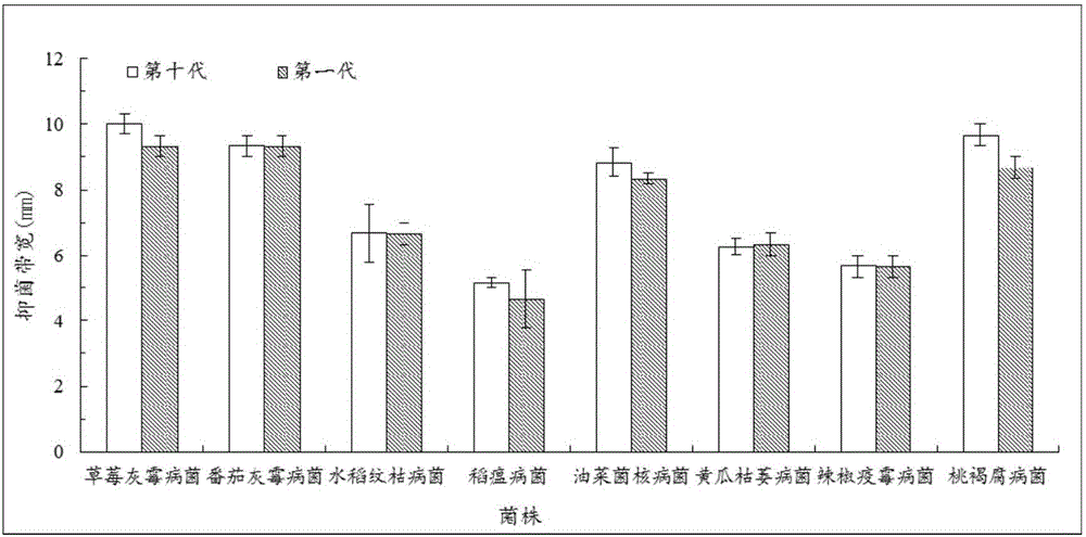 Paenibacillus polymyxa and application thereof