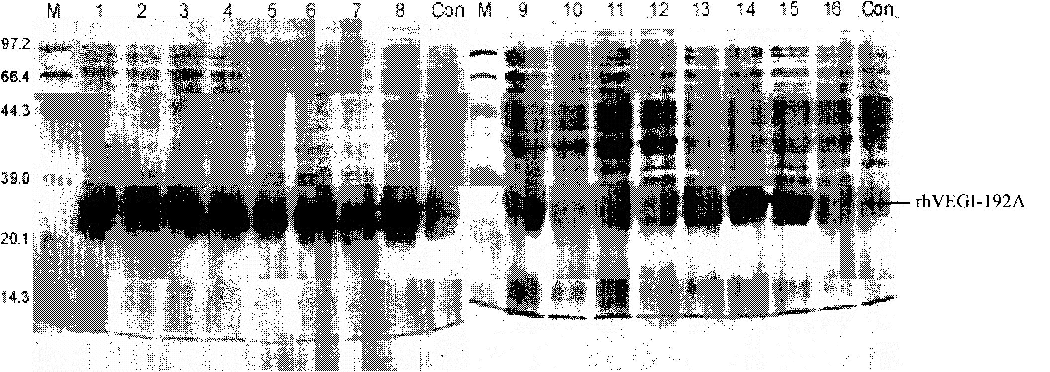 Preparation of recombinant protein of human vascular endothelial cell growth inhibition factor rhVEGI-192A